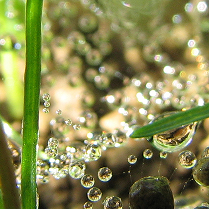 Kachel 2012 Angesa et